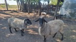 Alertă în România Virusul variolei ovine și caprine confirmat în Brăila. Zeci de experți veterinari sunt pe teren