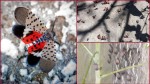 O insectă periculoasă pentru plante care atacă inclusiv vița-de-vie depistată în premieră în Republica Moldova. Avertisment pentru populație
