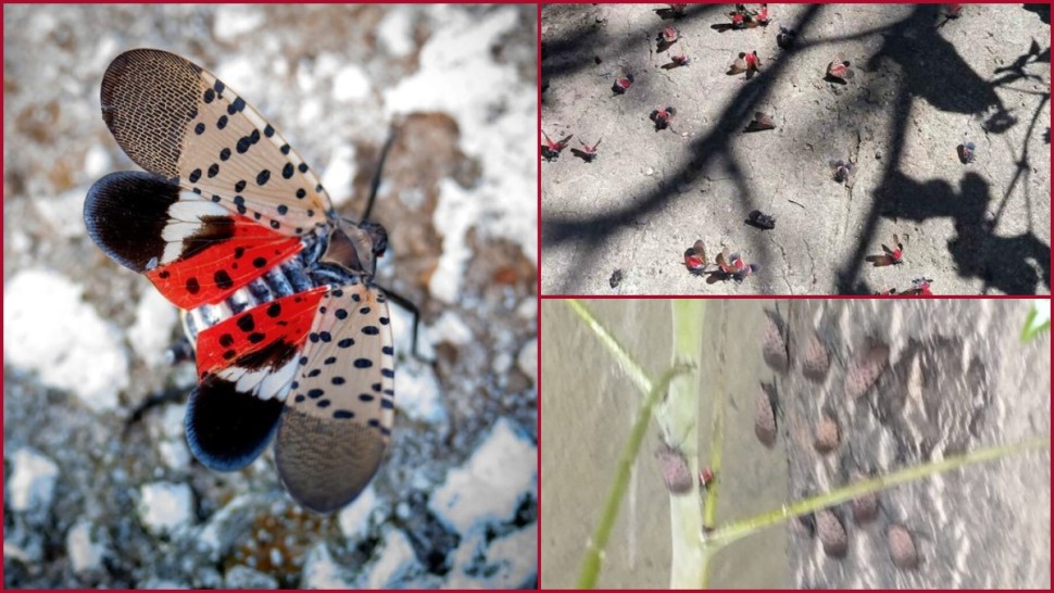 O insectă periculoasă pentru plante care atacă inclusiv vița-de-vie depistată în premieră în Republica Moldova. Avertisment pentru populație