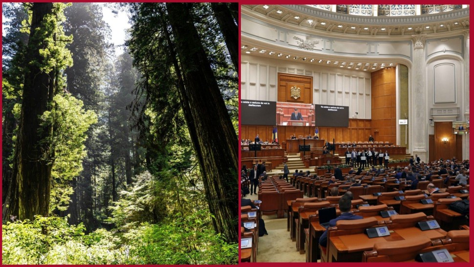 Proiectul privind Strategia națională pentru conservarea biodiversității adoptat de Senat. AUR a votat împotrivă