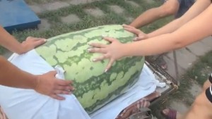 Cel mai mare pepene din Europa. Cât cântărește obuzul cultivat la granița României Video