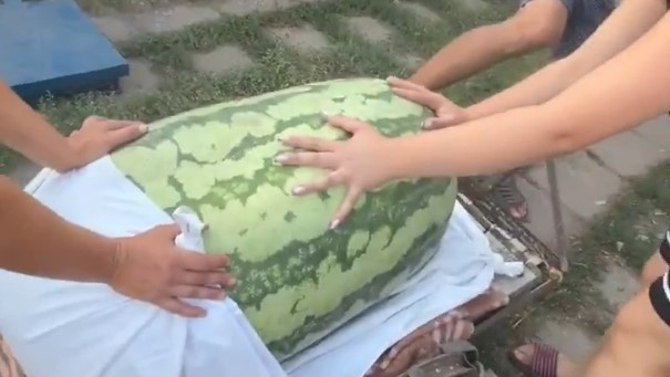 Cel mai mare pepene din Europa. Cât cântărește obuzul cultivat la granița României Video