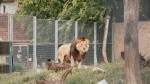 Garda de Mediu a închis o cunoscută grădină zoo din România. Animalele erau ținute fără hrană și apă în condiții crunte