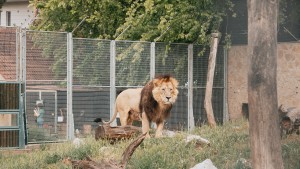 Garda de Mediu a închis o cunoscută grădină zoo din România. Animalele erau ținute fără hrană și apă în condiții crunte