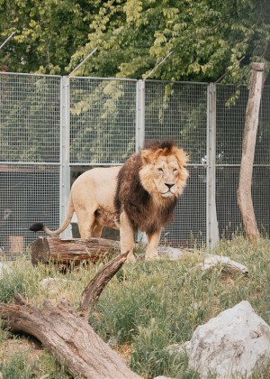 Garda de Mediu a închis o cunoscută grădină zoo din România. Animalele erau ținute fără hrană și apă în condiții crunte