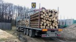 A fost identificat cel mai mare furt de arbori din România ultimilor ani. Diana Buzoianu Asta era povestea care nu se vedea