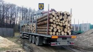A fost identificat cel mai mare furt de arbori din România ultimilor ani. Diana Buzoianu Asta era povestea care nu se vedea
