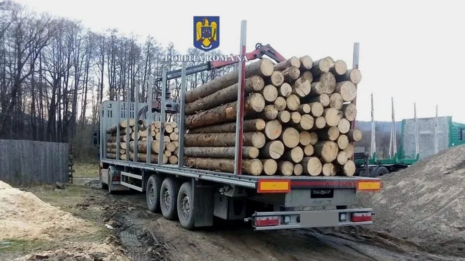 A fost identificat cel mai mare furt de arbori din România ultimilor ani. Diana Buzoianu Asta era povestea care nu se vedea