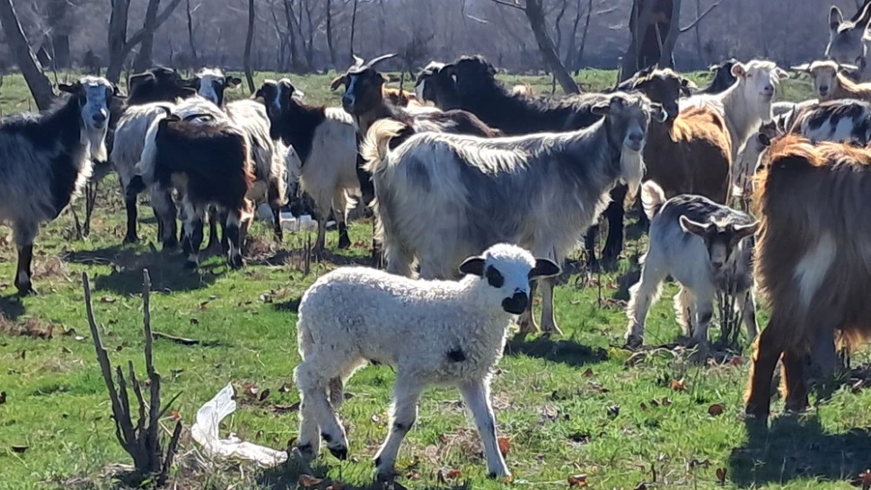ANSVSA a mobilizat peste 100 de medici veterinari în judeţul Tulcea pentru măsuri de urgență Au fost confirmate 4 focare de variolă ovină şi caprină