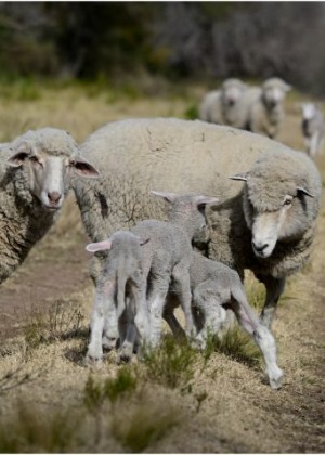 Victorie pentru fermieri Comisia Europeană a deblocat exporturile de animale