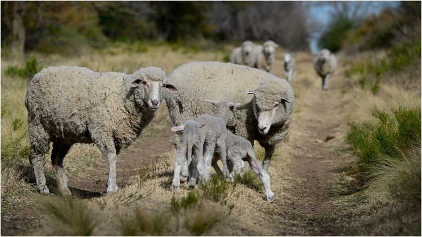 Victorie pentru fermieri Comisia Europeană a deblocat exporturile de animale