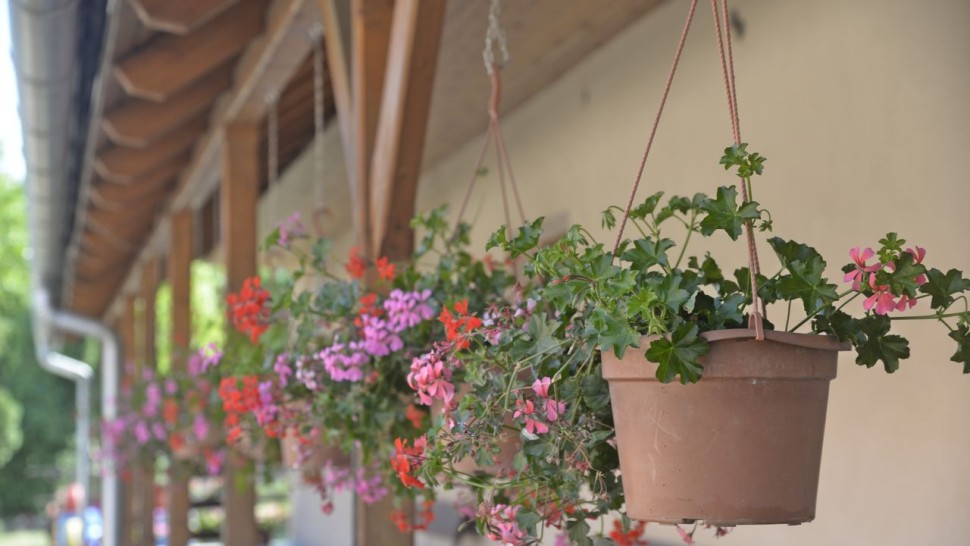 Cum să păstrezi mușcatele până la primăvară. Trucul folosit de florari înainte de venirea frigului