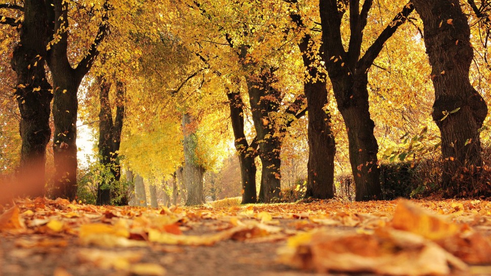 Prognoza meteo până pe 19 octombrie. ANM anunță temperaturi de vară și ploi abundente