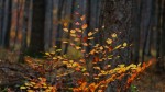 Prognoza meteo 30 septembrie. Vreme extrem de schimbătoare în ultima zi a lunii