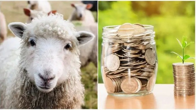 Crescătorii de ovine sprijin de 50.000 de euro destinat investiţiillor pentru prevenirea epizootiilor în ferme. Care sunt condițiile
