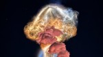 Imagini uluitoare cu o meduză spațială. NASA explică cum s-a format fenomenul Foto
