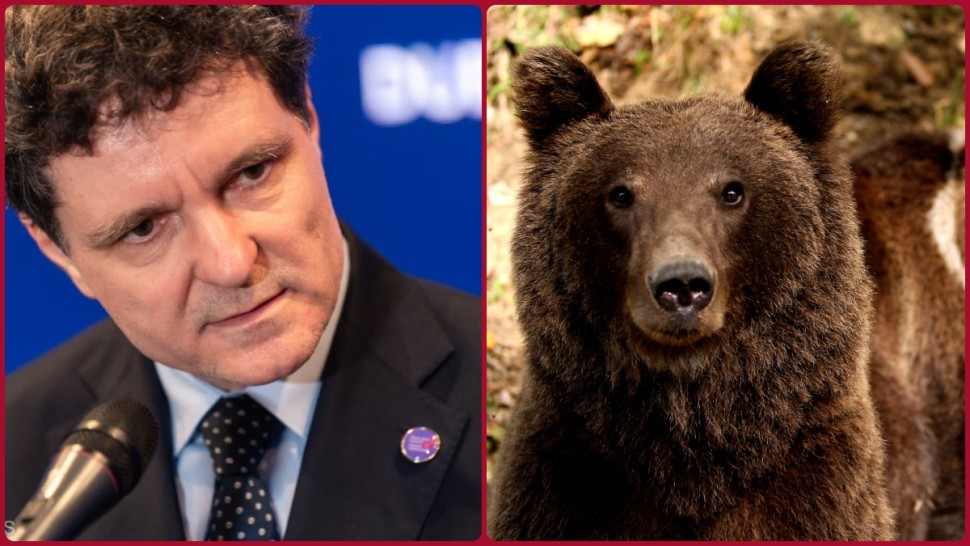 Nicușor Dan a promulgat legea privind urșii din România Permite dublarea numărului de animale recoltate și intervenția imediată a autorităților