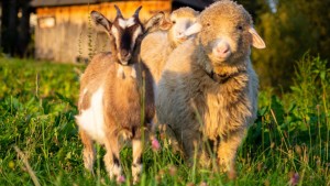 Şedinţă extraordinară la Guvern. Donaţie de la CE pentru realizarea vaccinării împotriva virusului variolei ovine şi caprine pe agendă