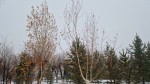 Mai multe județe intră sub cod galben de ploi însemnate cantitativ. ANM a emis și alertă pentru zonele în care lovesc  ninsorile