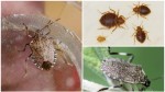 Toamna aduce invazii de ploșnițe urât mirositoare. Cum le poți ține departe de locuința ta